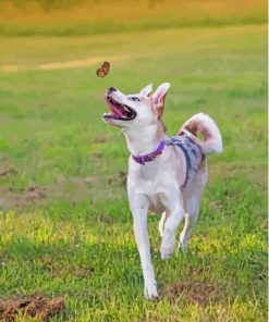 Husky Puppy Playing With Butterfly Paint By Numbers