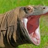 Komodo Dragon Monitor Paint By Numbers