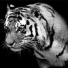 Lonely Black And White Tiger Paint By Numbers