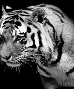 Lonely Black And White Tiger Paint By Numbers