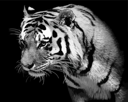 Lonely Black And White Tiger Paint By Numbers