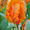 Orange Parrot Tulips Paint By Numbers