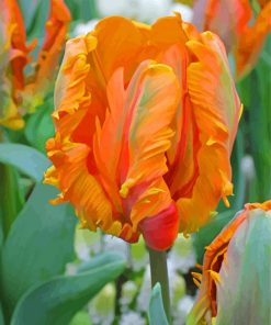 Orange Parrot Tulips Paint By Numbers