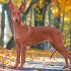 Pharaoh Hound Hunting Dog Paint By Numbers