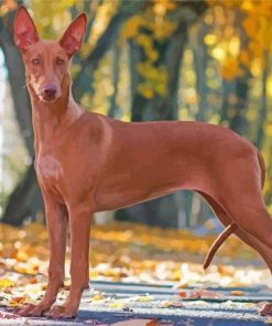 Pharaoh Hound Hunting Dog Paint By Numbers