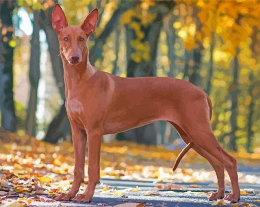 Pharaoh Hound Hunting Dog Paint By Numbers