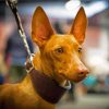 Pharaoh Hound Pet Paint By Numbers