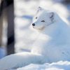 Polar Fox Animal Paint By Numbers