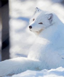 Polar Fox Animal Paint By Numbers