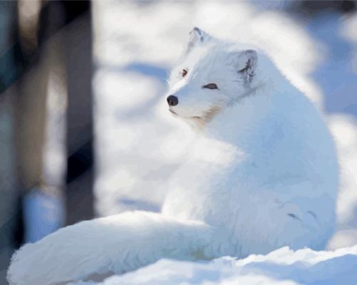 Polar Fox Animal Paint By Numbers