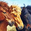 Ree Icelandic Pony Horses Paint By Numbers