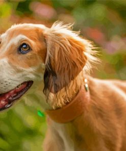 Saluki Dog Paint By Numbers