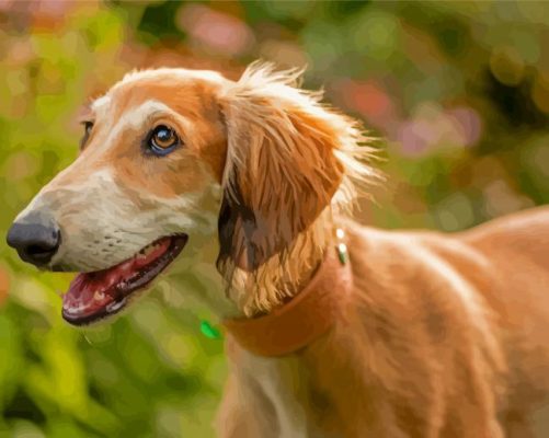 Saluki Dog Paint By Numbers