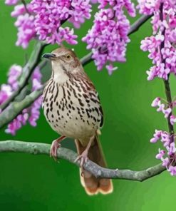 Thrasher Bird And Pink Blooms Paint By Numbers