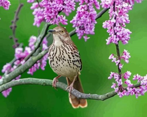 Thrasher Bird And Pink Blooms Paint By Numbers
