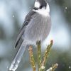 Whiskey Jack Bird In Snow Paint By Numbers