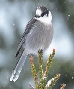 Whiskey Jack Bird In Snow Paint By Numbers