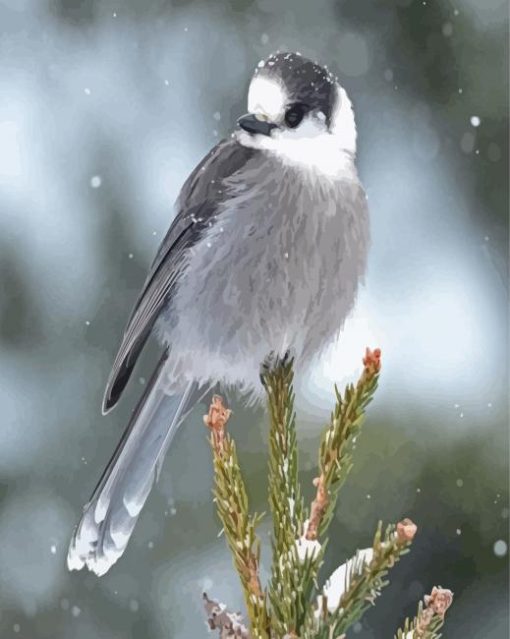 Whiskey Jack Bird In Snow Paint By Numbers