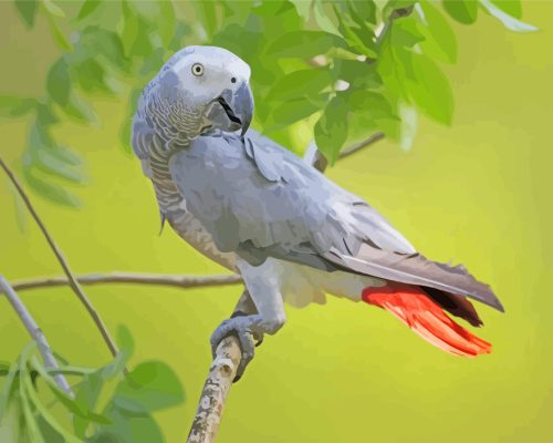 African Gray Parrot Paint By Numbers