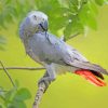 African Gray Parrot Paint By Numbers