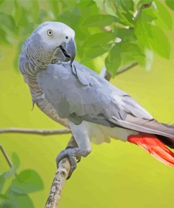 African Gray Parrot Paint By Numbers