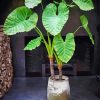 Alocasia Plants Paint By Numbers