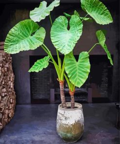 Alocasia Plants Paint By Numbers