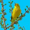 American Yellow Warbler Bird Paint By Numbers