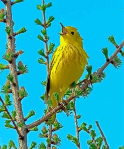 American Yellow Warbler Bird Paint By Numbers