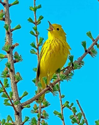 American Yellow Warbler Bird Paint By Numbers