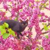 Black Cat In Cherry Tree Paint By Numbers