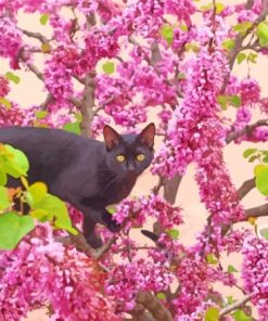 Black Cat In Cherry Tree Paint By Numbers