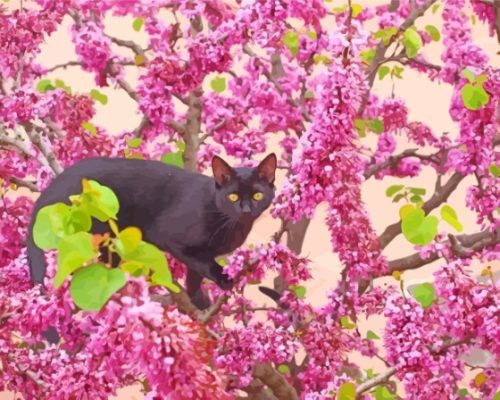 Black Cat In Cherry Tree Paint By Numbers