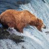 Brown Bear Fishing In Water Paint By Numbers