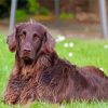 Brown Flat Coated Retriever Paint By Numbers