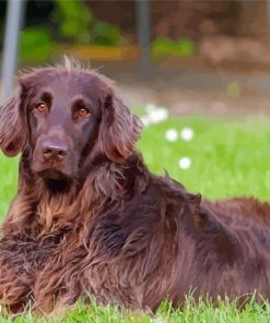 Brown Flat Coated Retriever Paint By Numbers