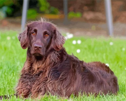 Brown Flat Coated Retriever Paint By Numbers