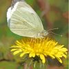 Butterfly On Yellow Dandelion Paint By Numbers