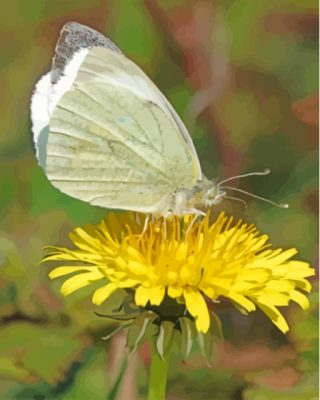 Butterfly On Yellow Dandelion Paint By Numbers