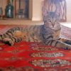 Cat On Persian Rug Paint By Numbers