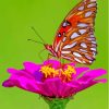 Colorful Butterfly On Rose Paint By Numbers