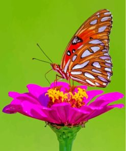 Colorful Butterfly On Rose Paint By Numbers