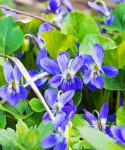 Common Blue Violet Flowers Paint By Numbers