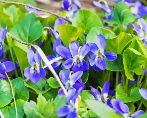 Common Blue Violet Flowers Paint By Numbers