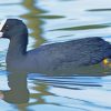 Coot Swimming In Lake Paint By Numbers