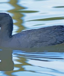 Coot Swimming In Lake Paint By Numbers