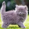 Cute Long Hair Grey Cat Paint By Numbers