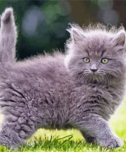 Cute Long Hair Grey Cat Paint By Numbers