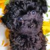 Cute Black Maltese Dog Puppy Paint By Numbers