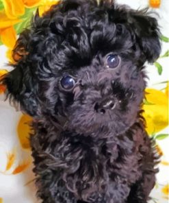 Cute Black Maltese Dog Puppy Paint By Numbers